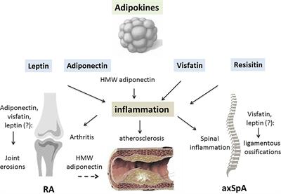 Mini-Review: The Contribution of Adipokines to Joint Inflammation in Inflammatory Rheumatic Diseases